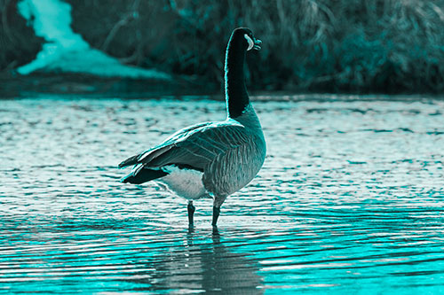 Honking Canadian Goose Standing Among River Water (Cyan Tone Photo)