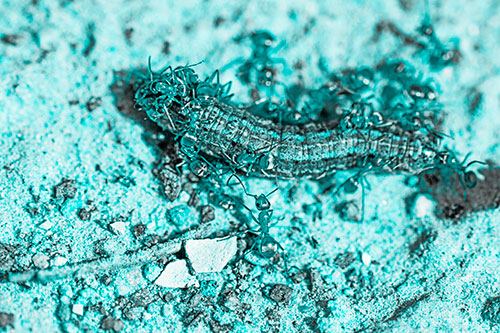 Horde Of Ants Feasting On Caterpillar (Cyan Tone Photo)