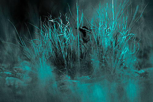 Horned Lark Hiding Among Grass (Cyan Tone Photo)