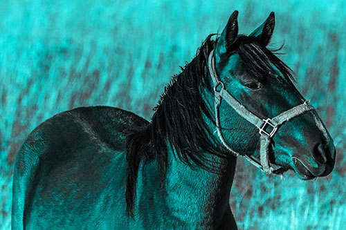 Horse Enjoying Grassy Dinner Meal (Cyan Tone Photo)