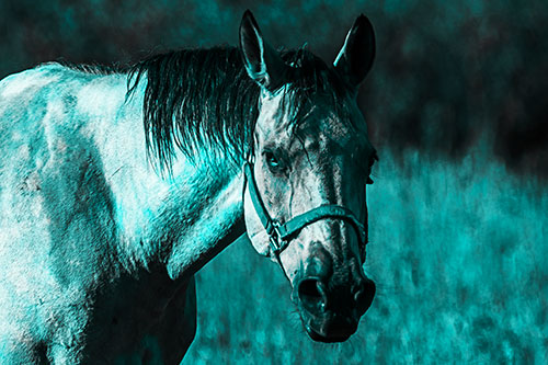 Horse Making Eye Contact (Cyan Tone Photo)