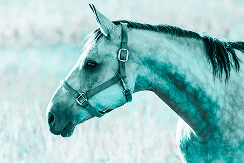 Horse Wearing Bridle Among Sunshine (Cyan Tone Photo)