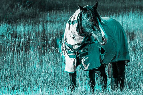 Horse Wearing Coat Atop Wet Grassy Marsh (Cyan Tone Photo)
