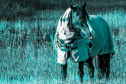 Horse Wearing Coat Atop Wet Grassy Marsh (Cyan Tone)