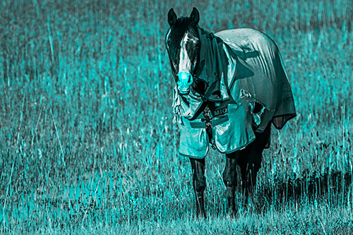 Horse Wearing Coat Standing Along Marsh (Cyan Tone Photo)