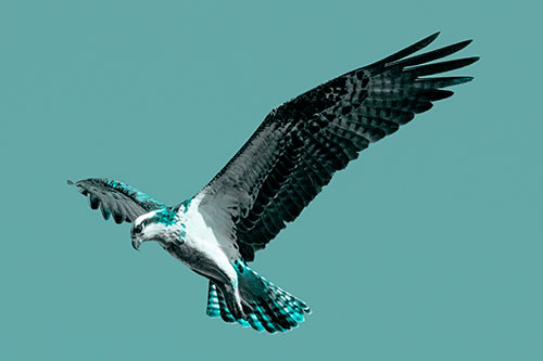 Hovering Osprey Hawk Looking For Fish Below (Cyan Tone)