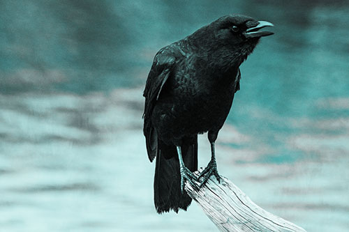 Hunched Over Crow Cawing Atop Broken Tree Log (Cyan Tone)