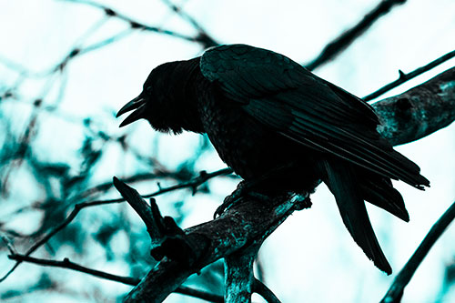 Hunched Over Crow Cawing Atop Tree Branch (Cyan Tone Photo)