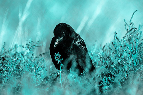 Hunched Over Raven Among Dying Plants (Cyan Tone Photo)