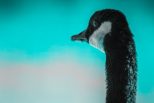 Hungry Crumb Mouthed Canadian Goose Senses Intruder (Cyan Tone Photo)