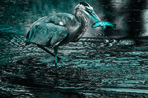 Hungry Great Blue Heron Spears Through Trout Fish (Cyan Tone)