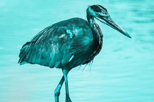 Hungry Great Blue Heron Spots Swimming Fish (Cyan Tone)