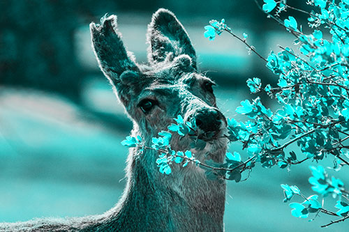Hungry Lone Mule Deer Chewing Tree Leaves (Cyan Tone)