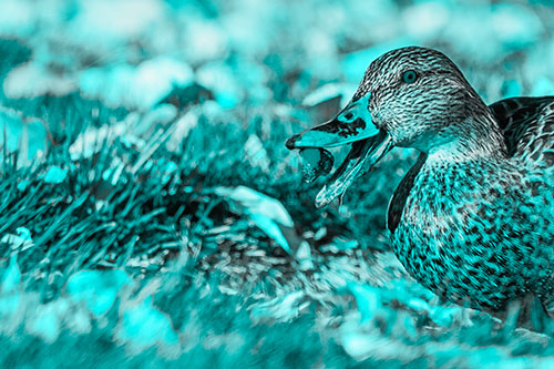 Hungry Mallard Duck Devours Cherry (Cyan Tone)