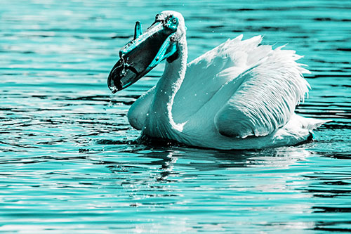 Hungry Pelican Captures Salamander For Breakfast (Cyan Tone)