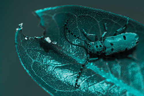 Hungry Red Milkweed Beetle Rests Among Chewed Leaf (Cyan Tone Photo)