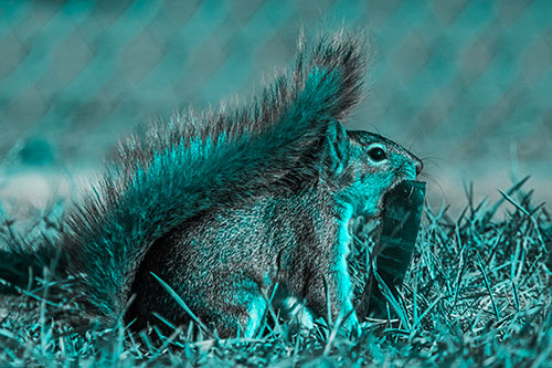 Hungry Squirrel Chews Watermelon Among Grass (Cyan Tone)
