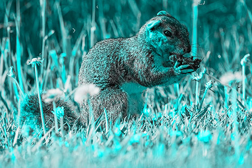 Hungry Squirrel Feasting Among Dandelions (Cyan Tone Photo)