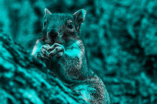 Hungry Squirrel Feasting Among Sloping Tree Branch (Cyan Tone Photo)