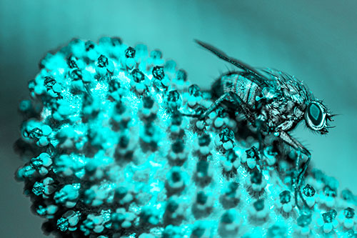 Hunter Fly Rests Among Sloping Coneflower (Cyan Tone)