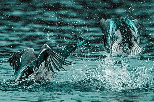 Hyper Water Splashing Mallard Ducks Playing Among Lake (Cyan Tone)