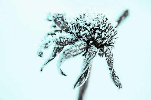 Ice Frost Consumes Dead Frozen Coneflower (Cyan Tone Photo)