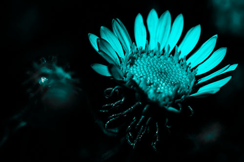 Illuminated Gumplant Flower Surrounded By Darkness (Cyan Tone Photo)