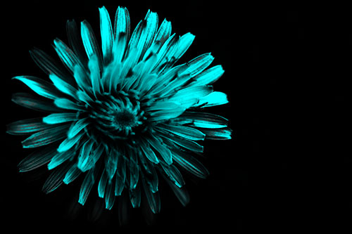 Illuminated Taraxacum Flower In Darkness (Cyan Tone Photo)