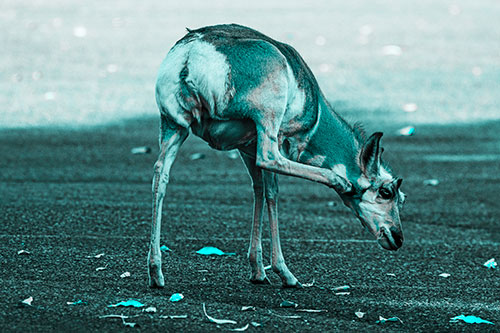Itchy Pronghorn Scratches Neck Among Autumn Leaves (Cyan Tone Photo)