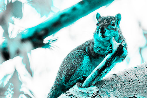 Itchy Squirrel Gets Tree Branch Massage (Cyan Tone Photo)