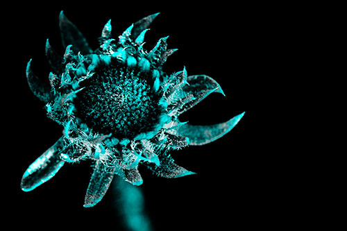 Jagged Tattered Rayless Sunflower (Cyan Tone Photo)
