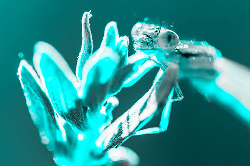 Joyful Damselfly Enjoys Sunshine Atop Plant (Cyan Tone)