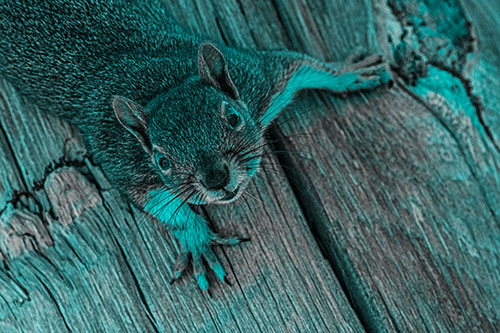 Joyful Squirrel Looking Upwards Among Wooden Pole (Cyan Tone)