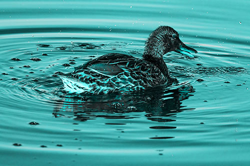 Joyful Water Splashing Mallard Duck Enjoying Calm Lake (Cyan Tone)