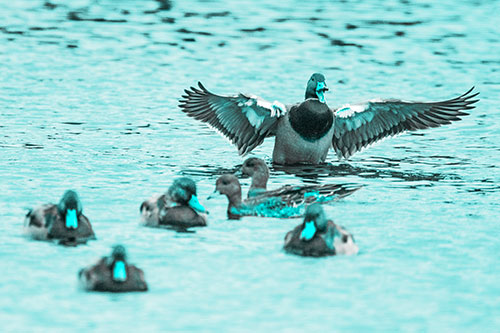 Jump Scaring Wing Flapping Mallard Duck Quacking Atop Lake (Cyan Tone)