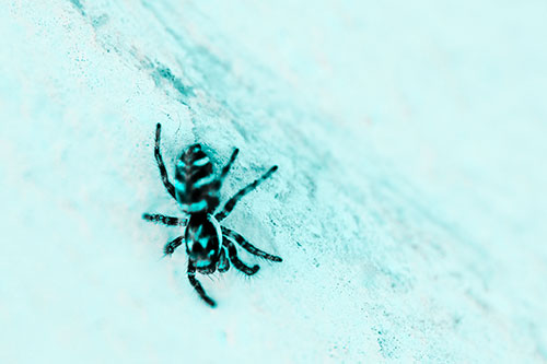 Jumping Spider Crawling Down Wood Surface (Cyan Tone Photo)