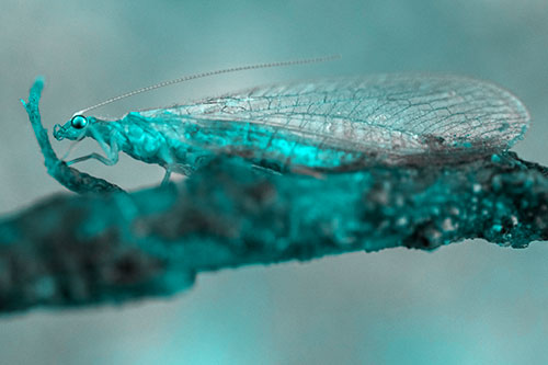 Lacewing Grabs Ahold Twig Branch (Cyan Tone)