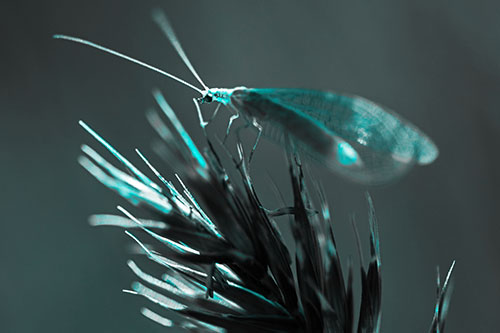 Lacewing Standing Atop Plant Blades (Cyan Tone)
