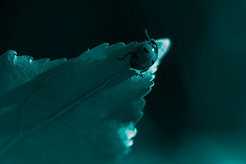 Ladybug Crawling To Top Of Leaf (Cyan Tone Photo)