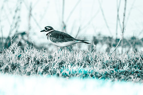 Large Eyed Killdeer Bird Running Along Grass (Cyan Tone)