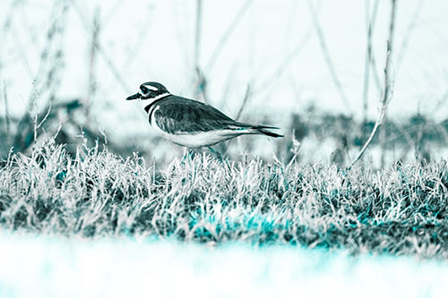 Large Eyed Killdeer Bird Running Along Grass (Cyan Tone Photo)