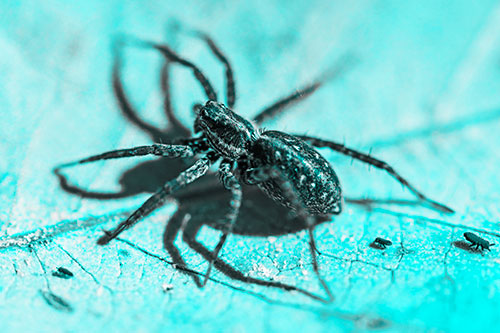 Leaf Perched Wolf Spider Stands Among Water Springtail Poduras (Cyan Tone Photo)