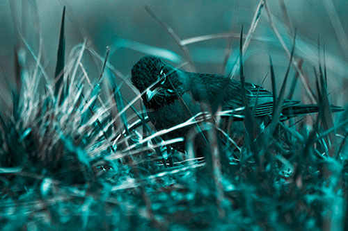 Leaning American Robin Spots Intruder Among Grass (Cyan Tone Photo)