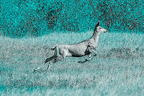 Leaping Mule Deer Running Across Grassland (Cyan Tone)