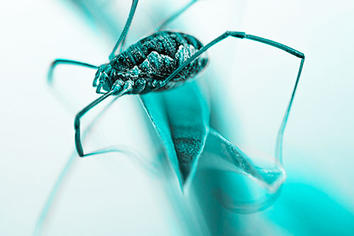 Leg Dangling Harvestmen Spider Sits Atop Leaf Petal (Cyan Tone)