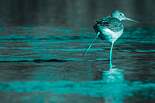 Leg Kicking Greater Yellowlegs Splashing Droplets (Cyan Tone Photo)