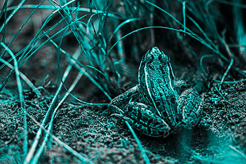 Leopard Frog Sitting Among Twisting Grass (Cyan Tone Photo)