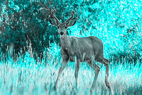 Lone Mule Deer Roaming Among Grass (Cyan Tone)