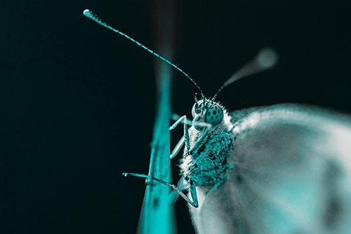 Long Antenna Wood White Butterfly Grasping Grass Blade (Cyan Tone Photo)