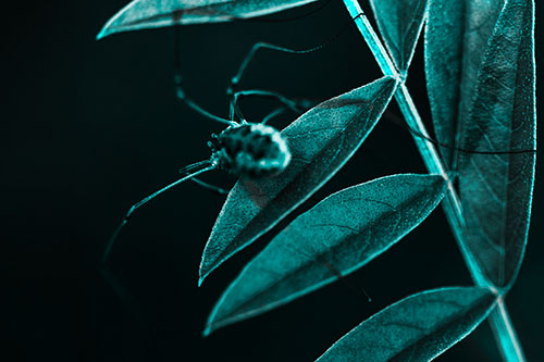 Long Legged Harvestmen Spider Clinging Onto Leaf Petal (Cyan Tone Photo)